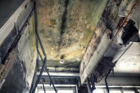 Professional Mold Removal & Remediation in Gallatin, TN